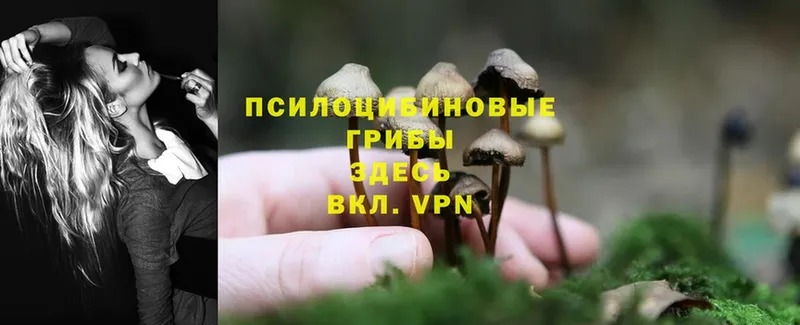 Псилоцибиновые грибы Psilocybine cubensis  где купить наркоту  Красный Холм 