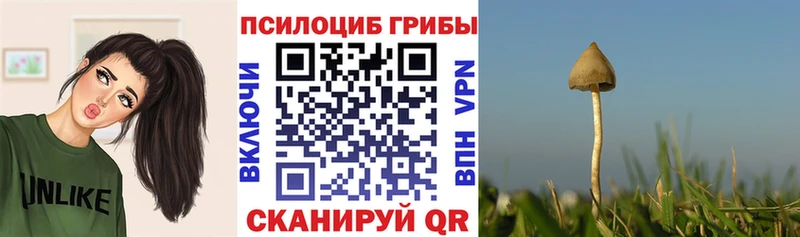 Псилоцибиновые грибы Psilocybine cubensis  Красный Холм 